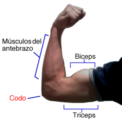 แผนภาพแสดงการทำงานของกล้ามเนื้อ Biceps และ Triceps