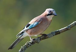 นกในตระกูล Corvidae