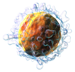 ภาพจำลองของ T cell