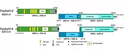 แผนผังจีโนมของไวรัสแอสโทร