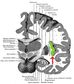 Body Awareness and Insula