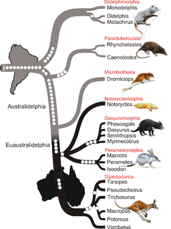 Phylogeny of Marsupials