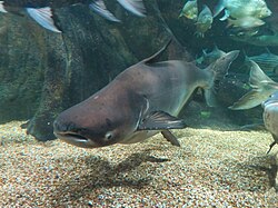 ผลกระทบของมลพิษต่อระบบนิเวศปลาน้ำจืด