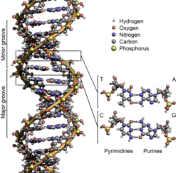 แบบจำลอง DNA