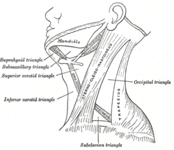 Neck landmarks