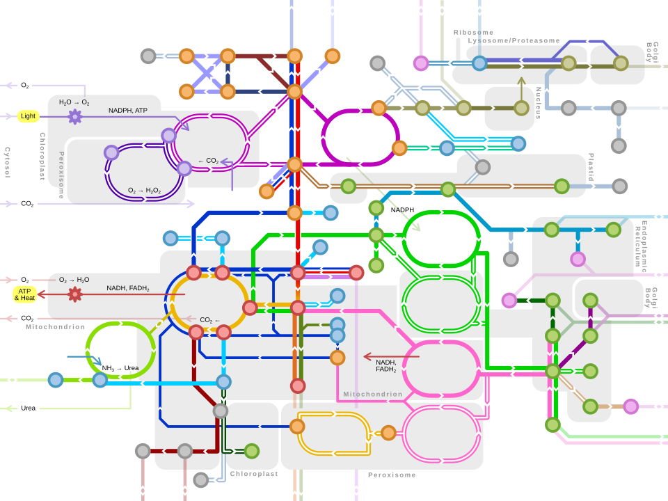 แผนผังวิถีเมแทบอลิซึมหลัก