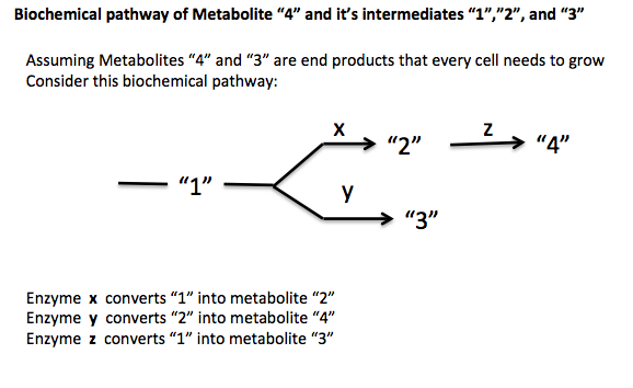 ตัวอย่างสารอาหารจำเป็นที่มนุษย์ต้องได้รับจากอาหาร