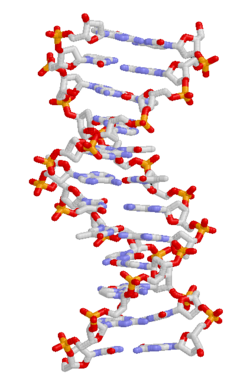 โครงสร้าง DNA และการถ่ายทอดทางพันธุกรรม
