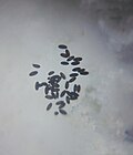 Pollen grain of Tecoma stans