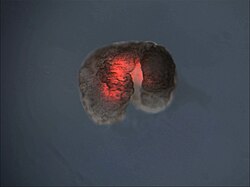 Xenobot with heart muscle