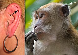 ภาพเปรียบเทียบโครงสร้างทางกายวิภาค