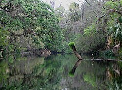แม่น้ำฮิลส์โบโรใกล้สวน Lettuce Lake
