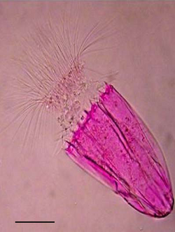 แผนภาพปฏิกิริยาเคมีของโรสเบงกอล