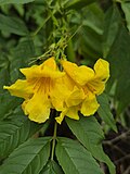 Flowers of Tecoma stans