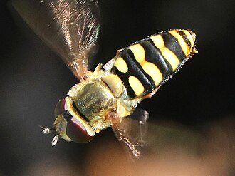 Eupeodes fumipennis