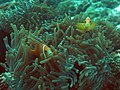 ทิวทัศน์ป่ามะพร้าวริมชายหาด