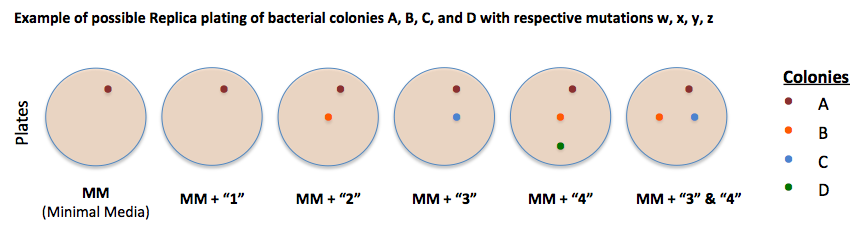 แผนภาพการกลายพันธุ์ของยีนที่ส่งผลต่อการสังเคราะห์สารอาหาร