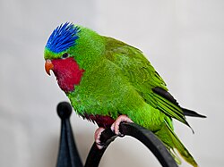นกโลริคีตดัชเชส
