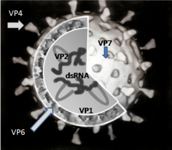 ภาพตัดขวางของอนุภาคไวรัสโรต้า แสดงชั้นโปรตีนหุ้ม RNA