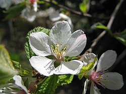 ผลของ Prunus tomentosa