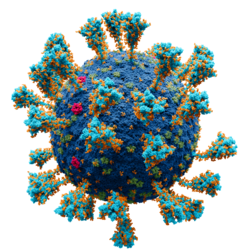 Illustration of a SARS-CoV-2 virion