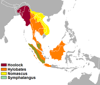 แผนผังการจำแนกสายพันธุ์ชะนี