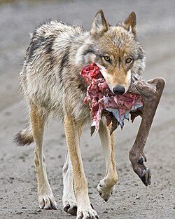 Wolf Hunting