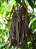 Fruit of Tecoma stans