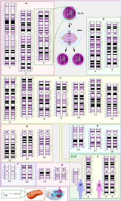 ประเภทของสถานะ G0