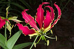 ส่วนของพืช Gloriosa superba ที่มีพิษ
