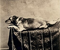 ภาพวาดของ Fido สุนัขของลินคอล์น
