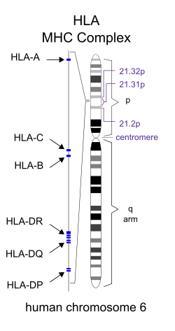 MHC Class I and II Presentation