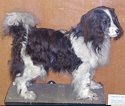 ประวัติของ Toy Trawler Spaniel