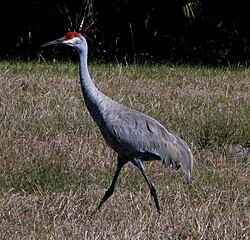 นกกระเรียน Sandhill ในอุทยานแห่งรัฐฮิลส์โบโร