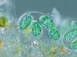 แผนภาพแสดงกระบวนการเอนโดซิมไบโอซิส