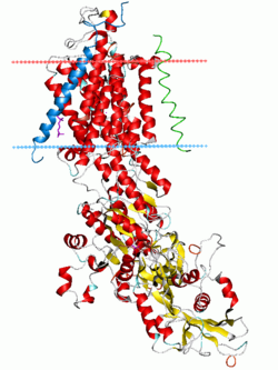 โครงสร้าง ATP synthase