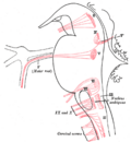 Cranial motor nerve nuclei