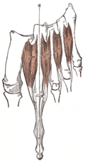 กล้ามเนื้อ Dorsal interossei